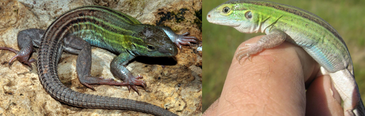 <p>Statewide</p><p>Fast</p><p>6 light cream stripes</p><p>Green sides</p><p>Males have blue on jaws/belly</p><p>Big hind legs and small granular scales</p><p>Tail more textured than others</p>