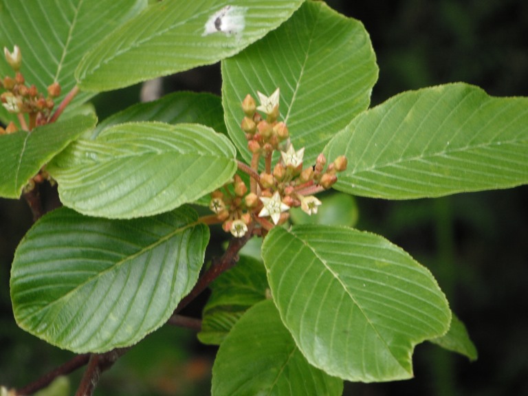 <p>Cascara</p>