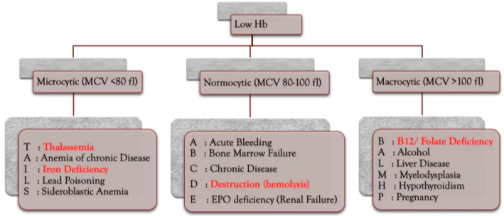 <p>Inadequate iron stores for haemoglobin synthesis result in nutritional deficiency and anaemia</p><p>Most common cause of anaemia in childhood</p><p><strong>RF</strong>: age >12m + teens, F>M (menstruating), prematurity, LBW, excess intake of cow’s milk (>500ml/d), breastfeeding w/o iron supplements, poor dietary iron intake, adolescent menstruation, vegetarian diet, low socioeconomic status</p><p><strong>Sx</strong>: often asymp., fatigue, pallor, irritability, ↓ exercise tolerance, ↓ concentration, Pica, ↓ school performance, behavioural/developmental delay</p><p><strong><u>Ix</u></strong>: screen for more sinister causes of anaemia!</p><p><strong>First Line</strong>: FBE (↓ Hb, ↓ MCV = <em>microcytic</em>, ↑ RDW)</p><p><strong>Gold Standard</strong>: Iron Studies (↓ Ferritin = <em>most sensitive marker</em>, ↓ serum iron, ↑ transferrin/TIBC)</p>