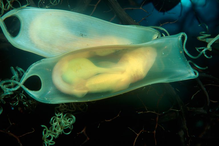 <p>egg-laying</p><ul><li><p>skates, chimaeras, and some shark species</p></li><li><p>can take between 6-9 months to hatch</p></li></ul><p></p>