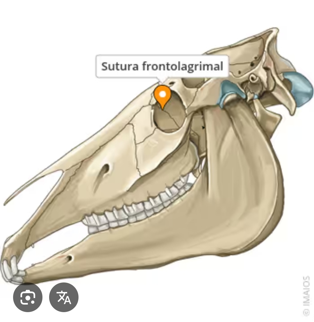 <p>sutura frontolagrimal</p>