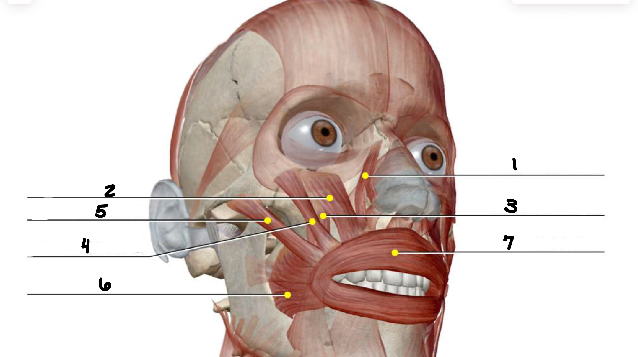 <p>Label the seven muscles of the upper mouth </p>