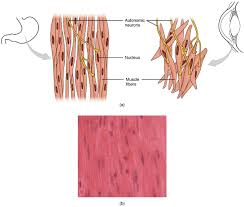 <p>Involuntary control - controlled by autonomic nervous system</p><ul><li><p>Weakest muscle type</p></li></ul><ul><li><p>Narrow, spindle shaped cells w. a single centrally located nucleus</p></li><li><p>Found in digestive system, veins, arteries, bladder, & eyes</p></li></ul><p></p>