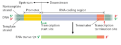 <p>needed in order for the GM cell to produce a protein</p><p>the vector must have promoter regions (*initiate transcription*) and terminator regions (*halts transcription*)</p>