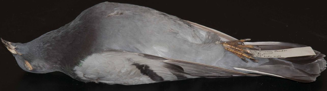 <p>Rock Pigeon</p>