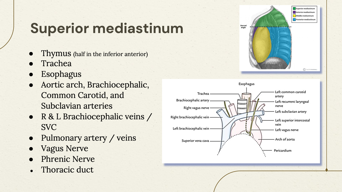 <p>The superior mediastinum contains the thymus, great vessels (such as the aorta and its branches), trachea, esophagus, and nerves such as the vagus and phrenic nerves. </p>