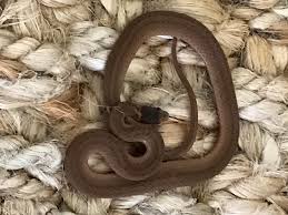 <p>brown snake, Dekay’s snake</p>