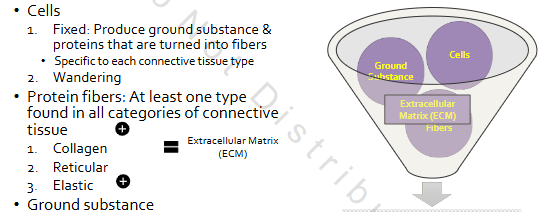 <p>Protein fibers: At least one type found in all categories of connective tissue</p><p>Ground substance:</p><p>1. Chondroitin sulfates</p><p>2. Hyaluronic acid</p>