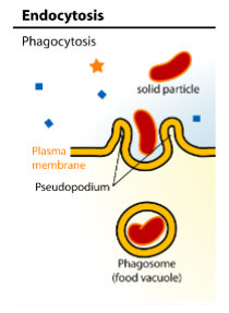 <p>Endocytosis - Phagocytosis</p>