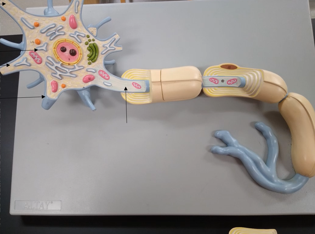 <p>What is the arrow that is pointing at the thin line?</p>