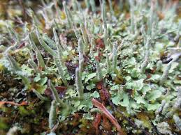 <p>Cladonia Coniocraea</p>