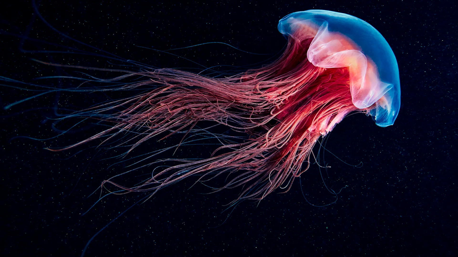 <p>class scyphozoa</p>