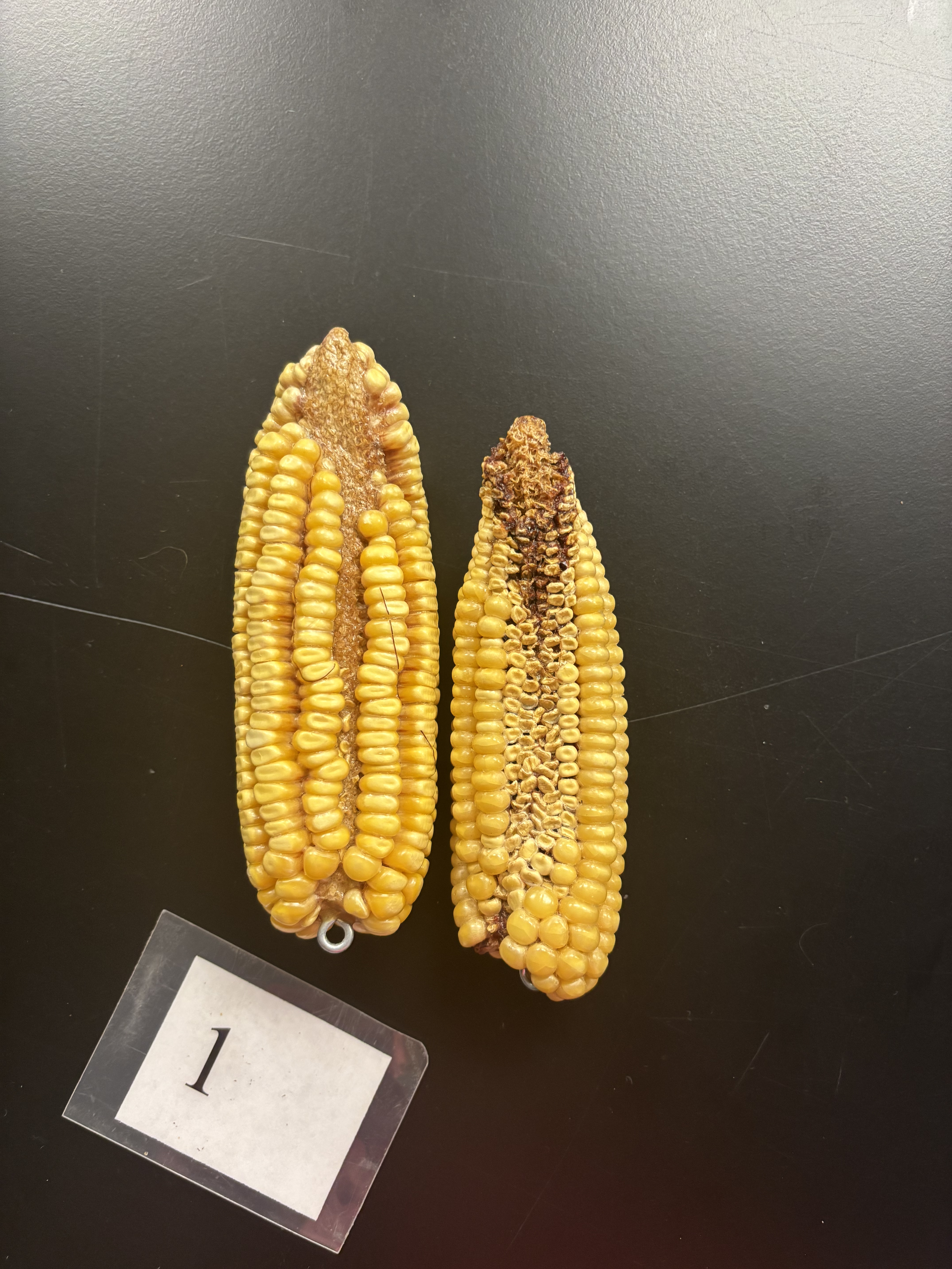 <p>Ears with missing kernel rows</p>