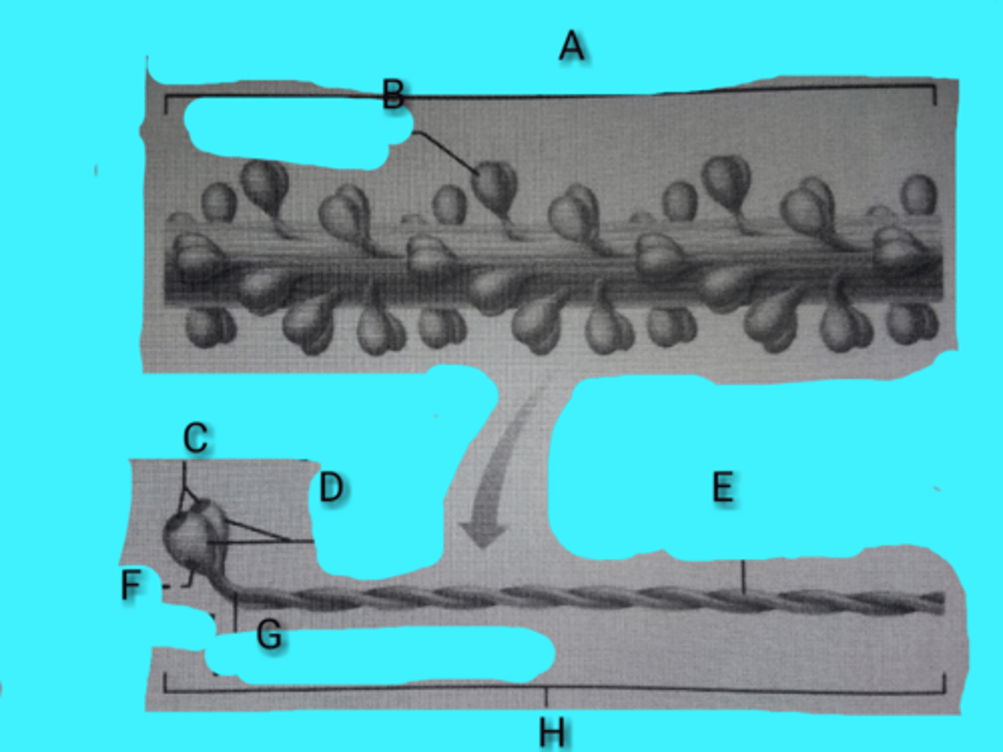 <p>sites allow myosin heads to physically attach to actin filaments (forming cross-bridges)</p>