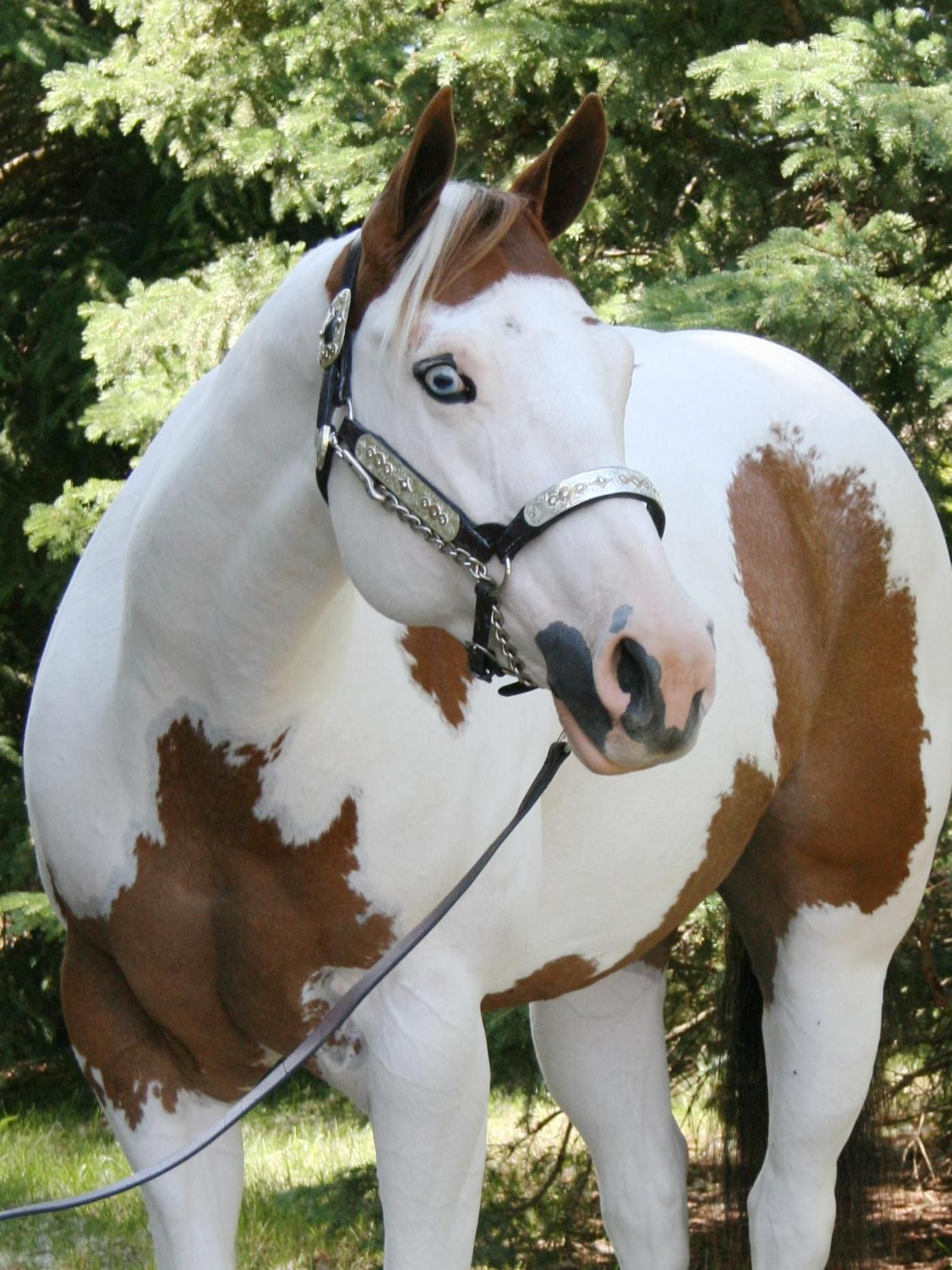 <p>both tobiano and overo gene </p><p>dark pigmentation around ears, mouth, and parts of face</p><p>one or both eyes blue</p><p>chest spots of varying sizes that may extend up neck</p><p>flank spots ranging in size </p>