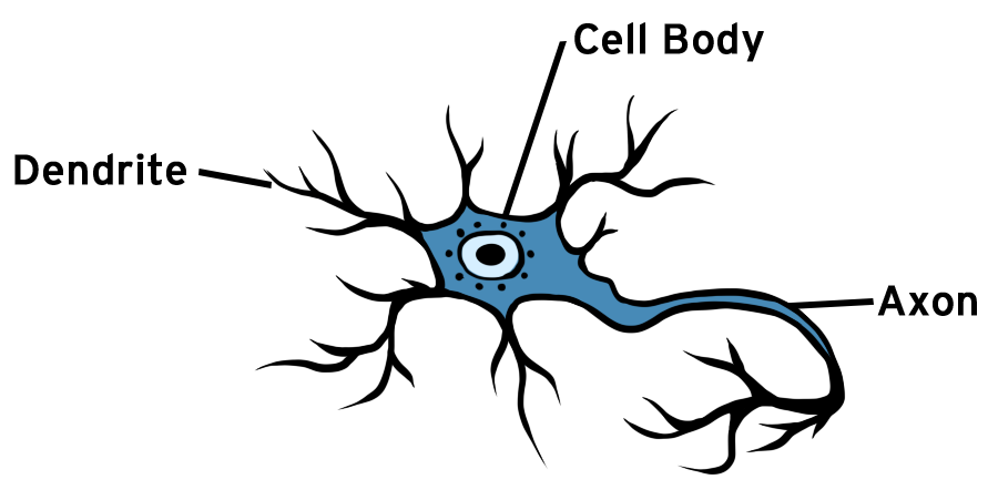 <ul><li><p>dendrite</p></li><li><p>cell body</p></li><li><p>axon</p></li></ul><p></p>