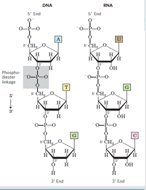 <ul><li><p>Nucleotides are linked by <strong>phosphodiester bonds</strong>.</p></li><li><p>Each phosphodiester bond connects the <strong>5′ carbon</strong> of one sugar to the <strong>3′ carbon</strong> of the next sugar.</p></li><li><p>This forms an <strong>asymmetric sugar-phosphate backbone</strong>.</p></li><li><p>The <strong>nitrogenous bases</strong> project outward as side groups and define the sequence.</p></li><li><p>DNA and RNA backbones are <strong>hydrophilic</strong>.</p></li><li><p>At physiological pH, phosphate groups are negatively charged, so nucleic acids are <strong>polyanions</strong>.</p></li></ul><p></p>