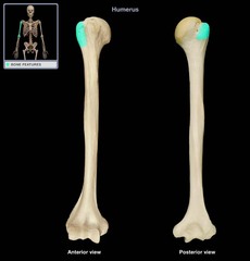 <p>a small rounded projection on a bone</p>