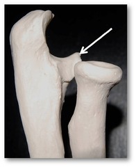 <p>Bottom of the "c"</p>