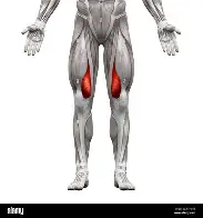 <p>Extends leg at knee (Teardrops)</p>