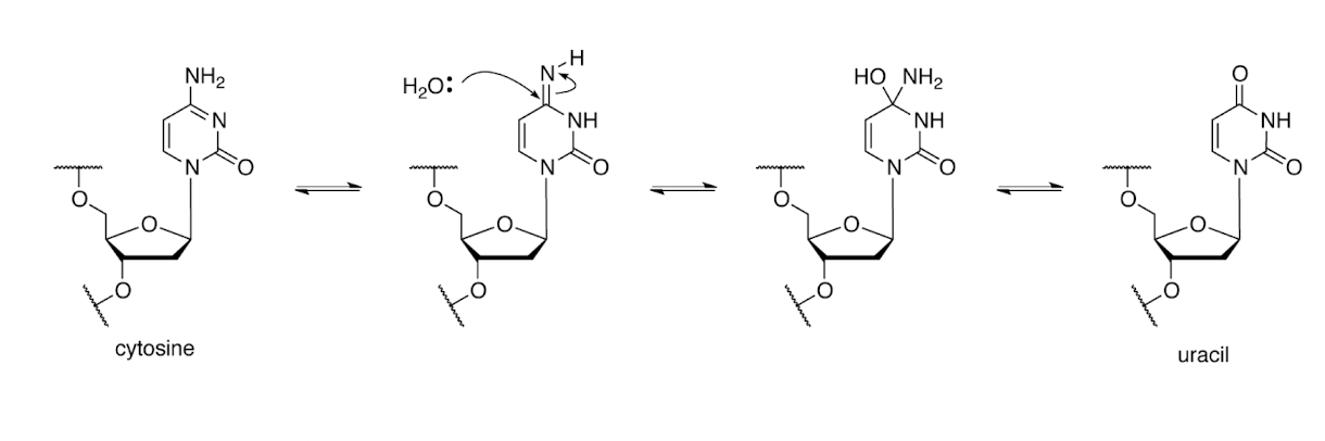 <p>Conversion of cytosine into uracil</p>