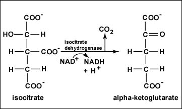 <p>Step 3</p><p>oxidative decarboxylation of <strong>isocitrate</strong> to form <strong>α-ketoglutarate</strong></p><ol><li><p>oxidation of -OH group at 4’ (NAD to NADH) </p></li><li><p>intermediate has CO<sub>2</sub> removed to yield alpha-ketoglutarate</p></li></ol><p></p>