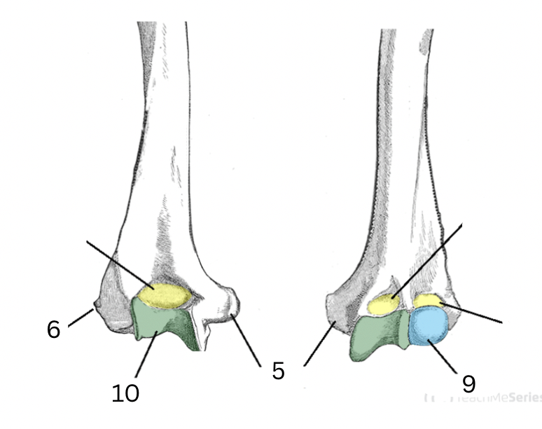 <p>10</p>