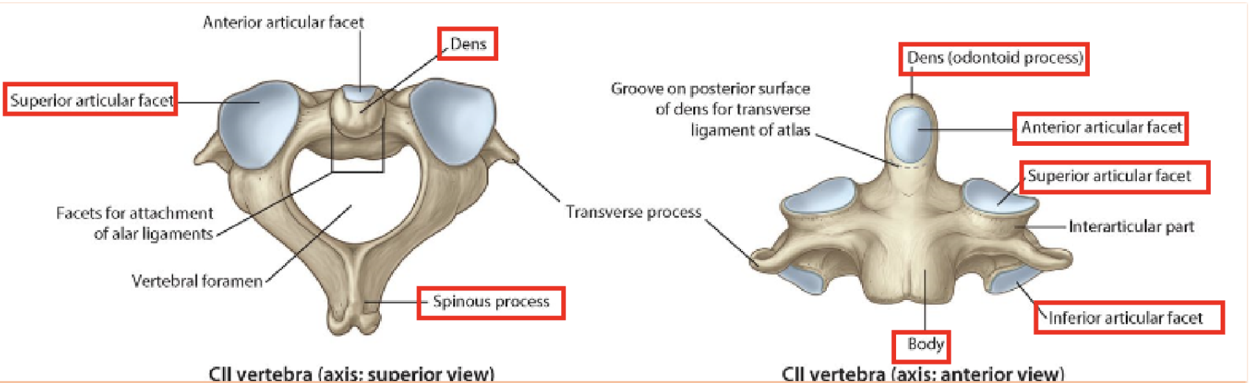 <p>C2= Axis, nodding no</p><p></p><p>1. Dens process (fused C1 & C2 bodies)</p><p>2. spinous process</p><p>3. superior articular facet</p><p>4. Inferior articular facet</p><p>5. Anterior articular facet</p><p>6. Body</p>