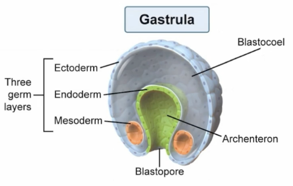 <p>Triploblastic stage generated by the invagination and movement of cells, prpoducing the 3 primary germ layers: ectoderm, mesoderm, and endoderm.</p><p>For DAT, must memorize derivatives: ectoderm gives skin and nverous system, mesoderm gives muscle, bone, and blood, and endoderm gives the gut, lungs, and liver </p>