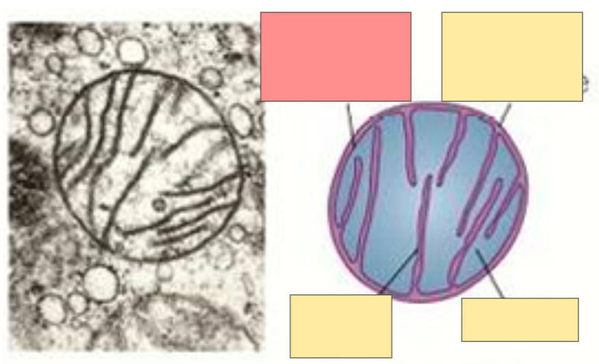 <p>Fill in the blank </p>