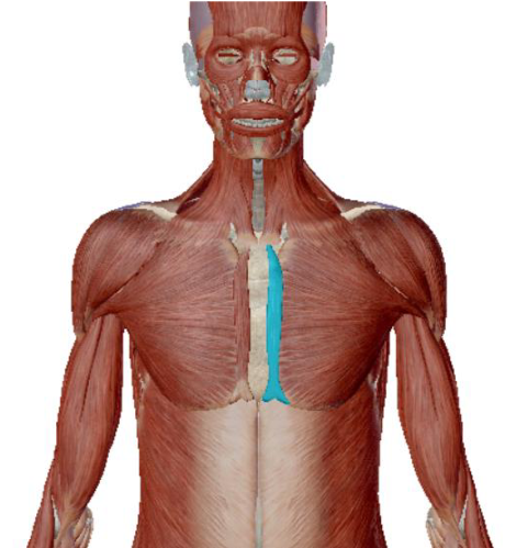 <p>what muscle is this </p>