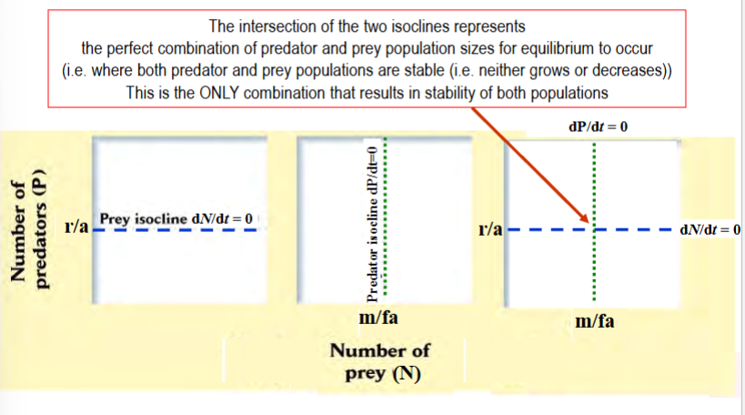<p>conditions required for a population size to stay constant</p><p>(i.e. dN/dt = 0 or dP/dt = 0)</p><p>prey: dN/dt = rN - aNP = 0 <strong>when P = r/a</strong> (<em>there is some number of predators where the prey population will stay constant)</em></p><p>predators: dP/dt = faNP - mP = 0 when <strong>N = m/fa</strong> (<em>there is some number of prey where the predator population will stay constant)</em></p><p>if isoclines are combined and graphed (one population on each axis), the intersection point is the perfect combination of predator and prey numbers to have equilibrium (both populations are stable)</p>
