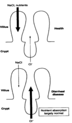 <p>Cl- Secretion/Nutrient Absorption (Na+)</p>