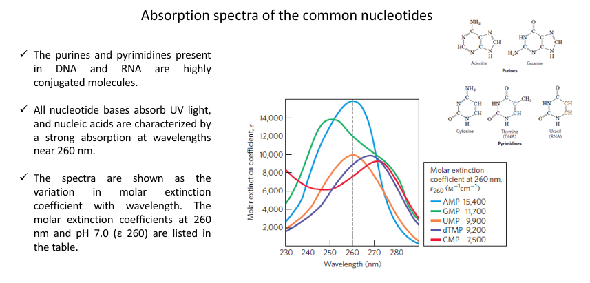 <ul><li><p>The <strong>nitrogenous bases</strong> (purines and pyrimidines) are <strong>highly conjugated molecules</strong>.</p></li><li><p>Because of this conjugation, they <strong>absorb UV light strongly</strong>.</p></li><li><p>Nucleic acids show a characteristic absorption at:<br><span data-name="point_right" data-type="emoji">👉</span> <strong>~260 nm</strong></p></li><li><p>This property is used to:</p><ul><li><p><strong>Quantify DNA and RNA</strong></p></li><li><p>Study their <strong>purity and concentration</strong></p></li></ul></li></ul><p></p>