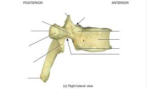 <p>what are the parts? starting from the top and going clockwise (T2- T8)</p>