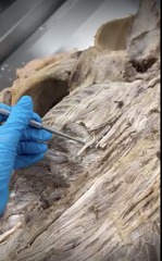 <p>Name the muscle</p><p>- specific area of semispinalis</p>