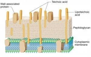 <ul><li><p> Lipoteichoic acid links cell wall to plasma membrane</p></li><li><p>Wall teichoic acid links the peptidoglycan</p></li><li><p>Carry a negative charge</p></li><li><p>Regulate movement of cations</p></li></ul><p></p>
