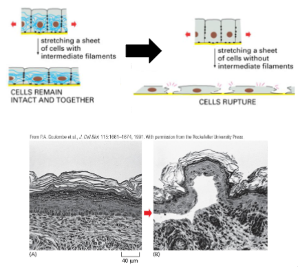 <p>Keratin increases the mechanical strength in epithelial tissue</p><p>• Keratin binds to Cell-Cell Adhesions and Cell-Matrix adhesions (next lecture).</p><p>• This allows the cells in the tissue to withstand stretching, and remain as an intact tissue</p><p>• Loss of keratin (or keratin adhesion interaction) causes the cell layer to rupture when stretched.</p>