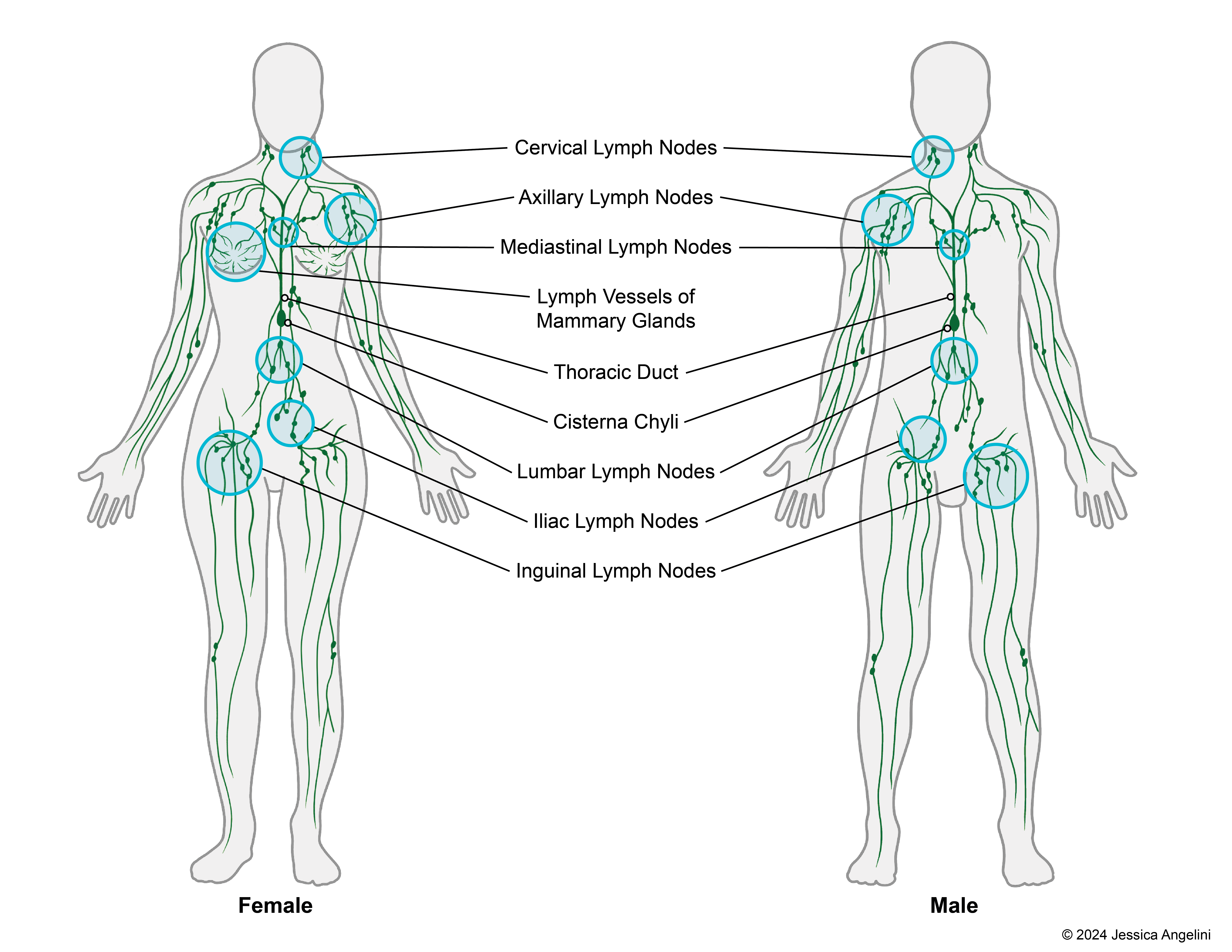 <p>Lymphatic system- a crucial part of the circulatory system that helps maintain fluid balance, transport nutrients, and defend against pathogens. </p>
