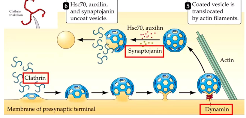 <p><span style="font-family: Calibri, sans-serif; line-height: 107%;"><strong>The most important mechanism for vesicles to be recycled: </strong></span>endocytosis</p>
