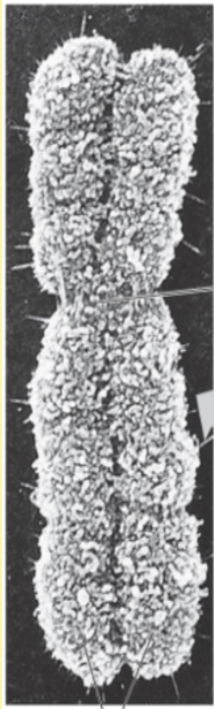 <p><span style="background-color: transparent;">Each Duplicated chromosome consists of:&nbsp;</span></p>