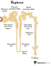 <p>Nephron loop</p>