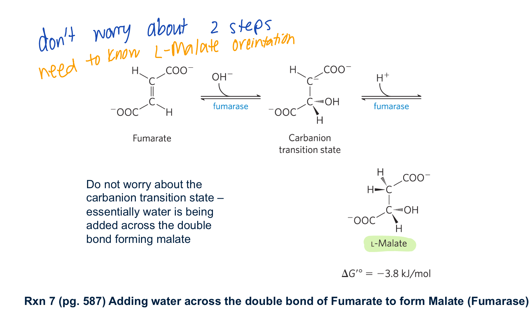 <ul><li><p>fumerase adds water across the double bond forming L-malate </p></li></ul><p></p>