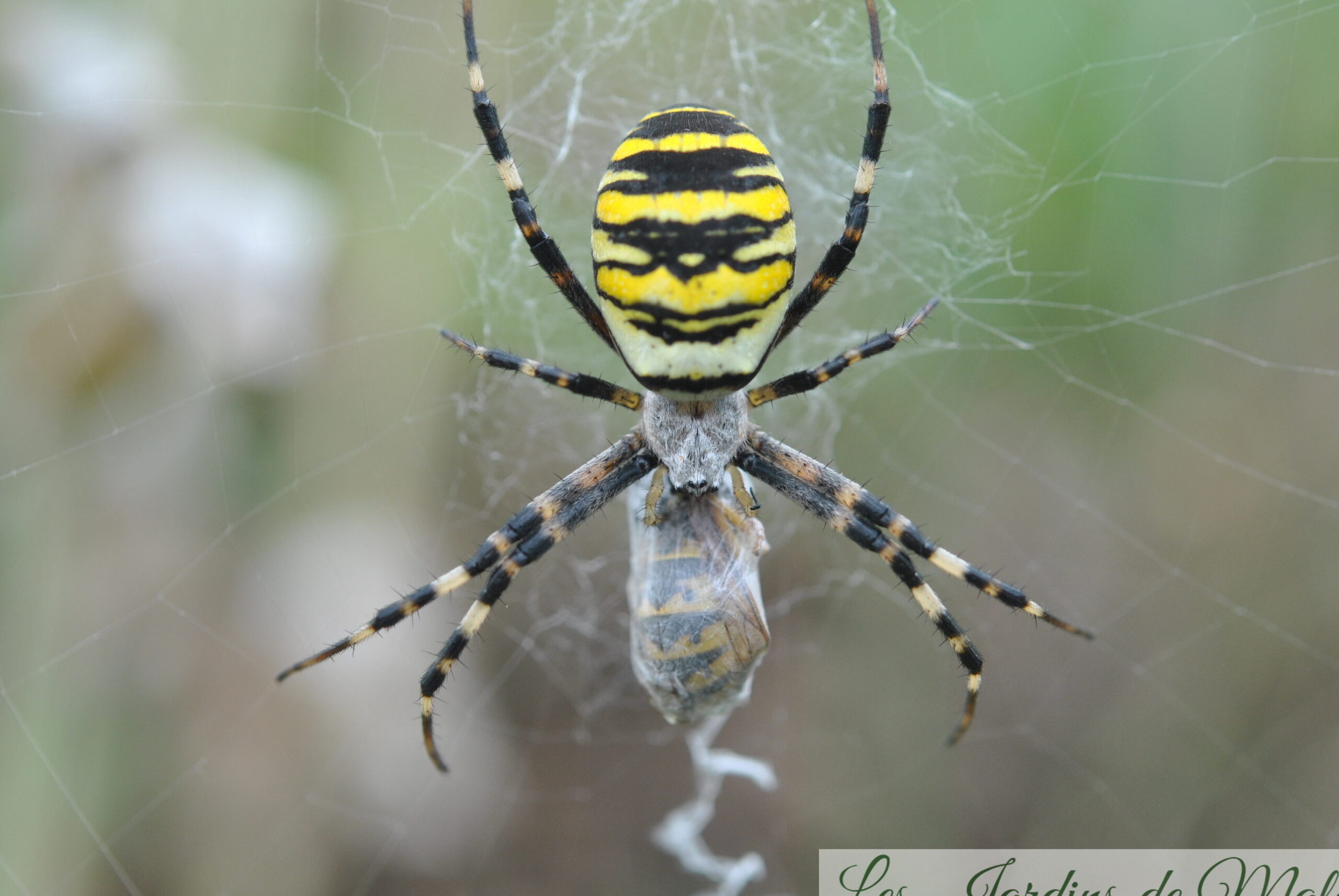 <p>spider</p>