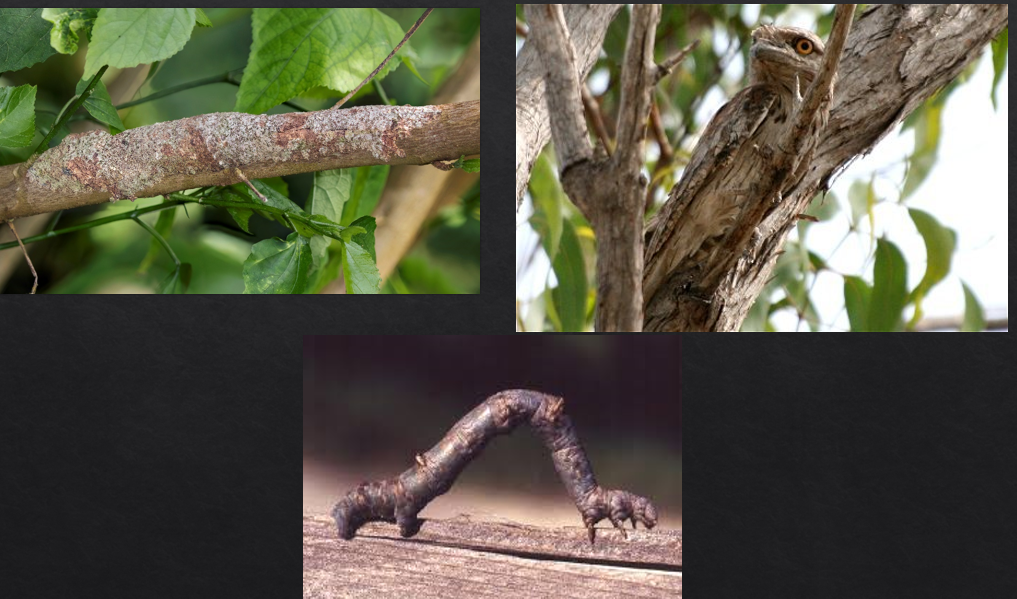 <p>A types of camouflauge.</p><p>Crypsis is concealment through resemblance to the background</p><p>Used by stick bugs, moths, and owls</p>