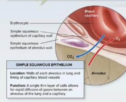 <p>Simple Squamous Epithelial Tissue</p><ul><li><p>one layer of very thin, flat cells</p></li></ul><p></p>