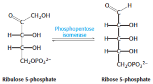 <p>3rd bis step of penthose phosphate pathway/<span style="background-color: transparent;">hexose monophosphate shunt/phosphogluconate pathway</span></p><p>catalysed by phosphopentose isomerase</p>
