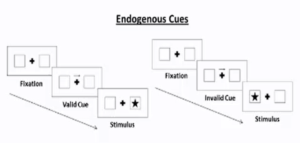 <p>A cue was briefly shown to indicate that a target left or right box would be selected, which was correct only 75% of the time. </p>