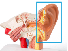 <p>the visible part of the ear</p>