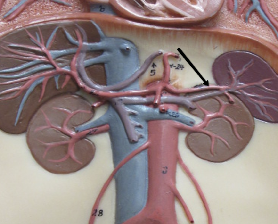 <p><span>Identify the blood vessel indicated by the pointer.</span></p>